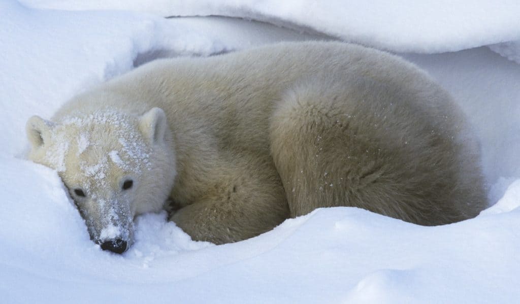 polar bear