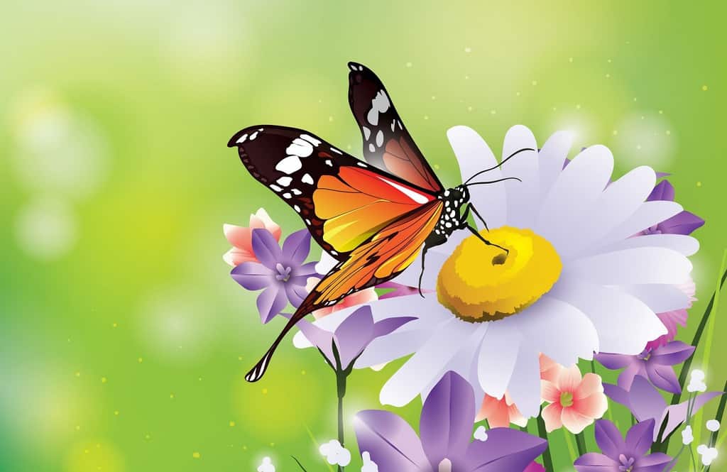Butterfly on a flower