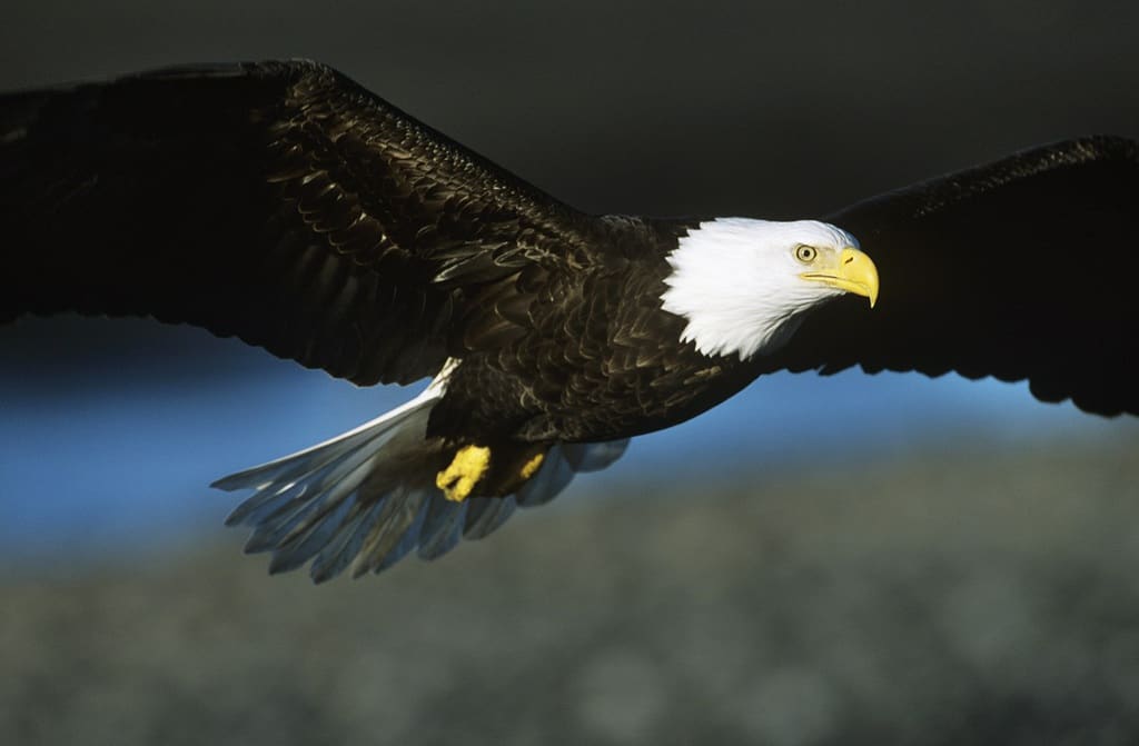 Eagle in Flight