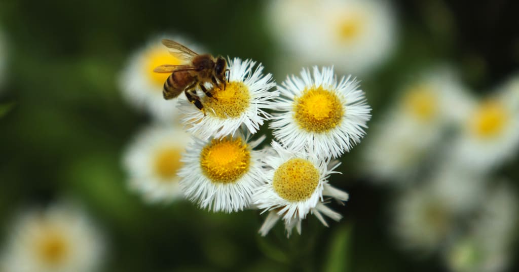 Bees on Flowers