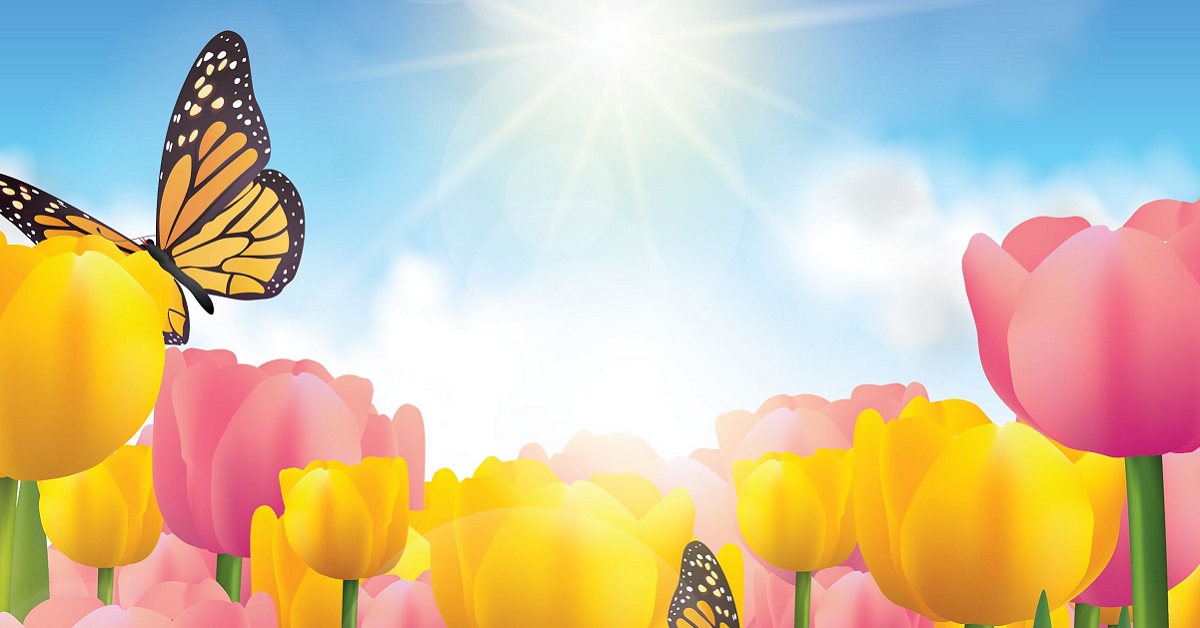 butterflies and flowers