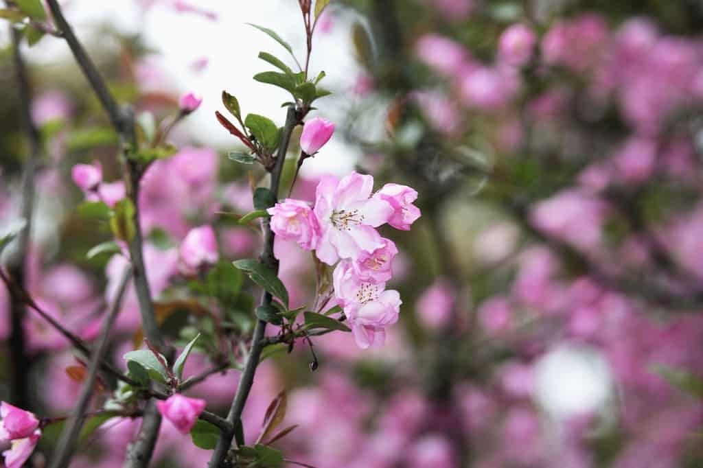 Cherry blossom tree in park