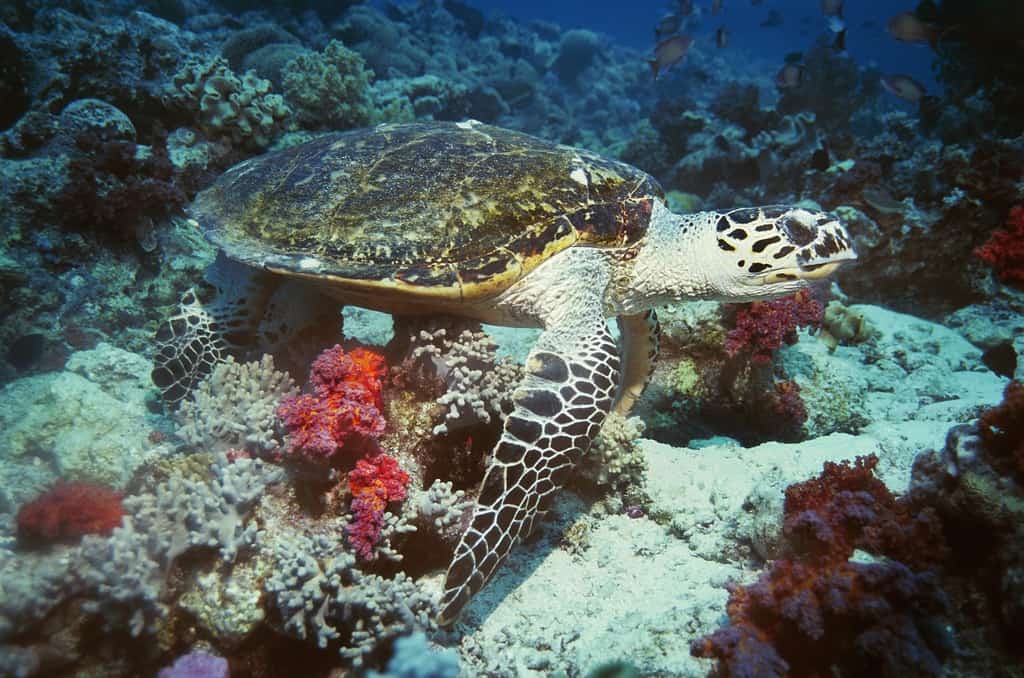 Sea Turtle