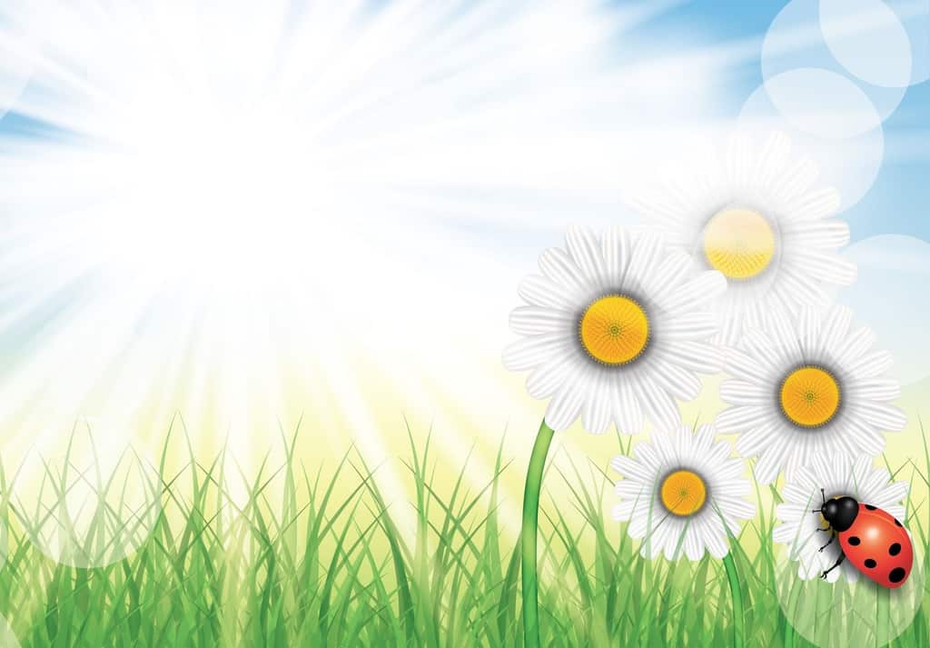 Sunshine with flowers and ladybug