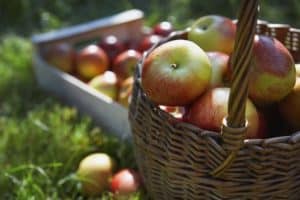 Basket of Apples