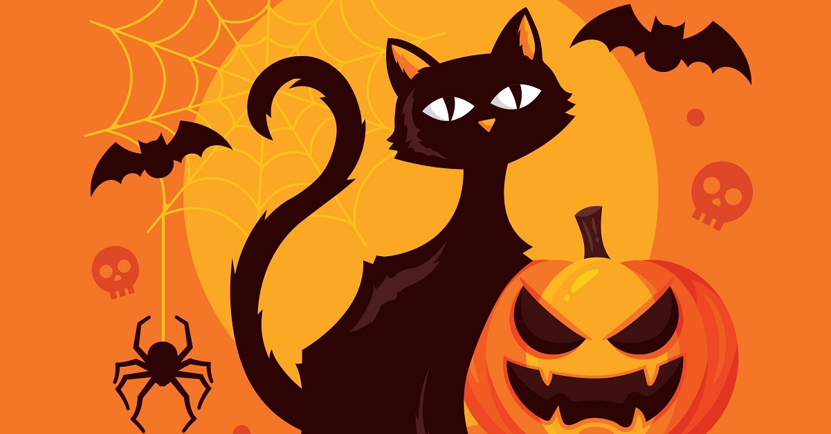 black cat with pumpkin