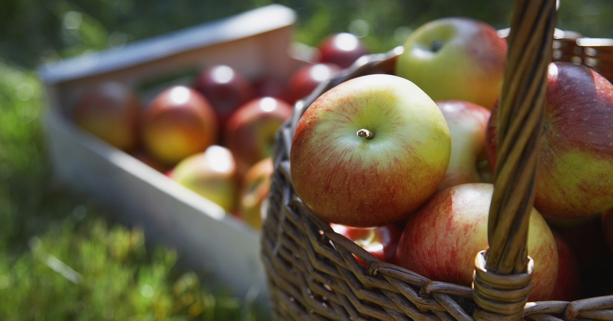 basket of apples